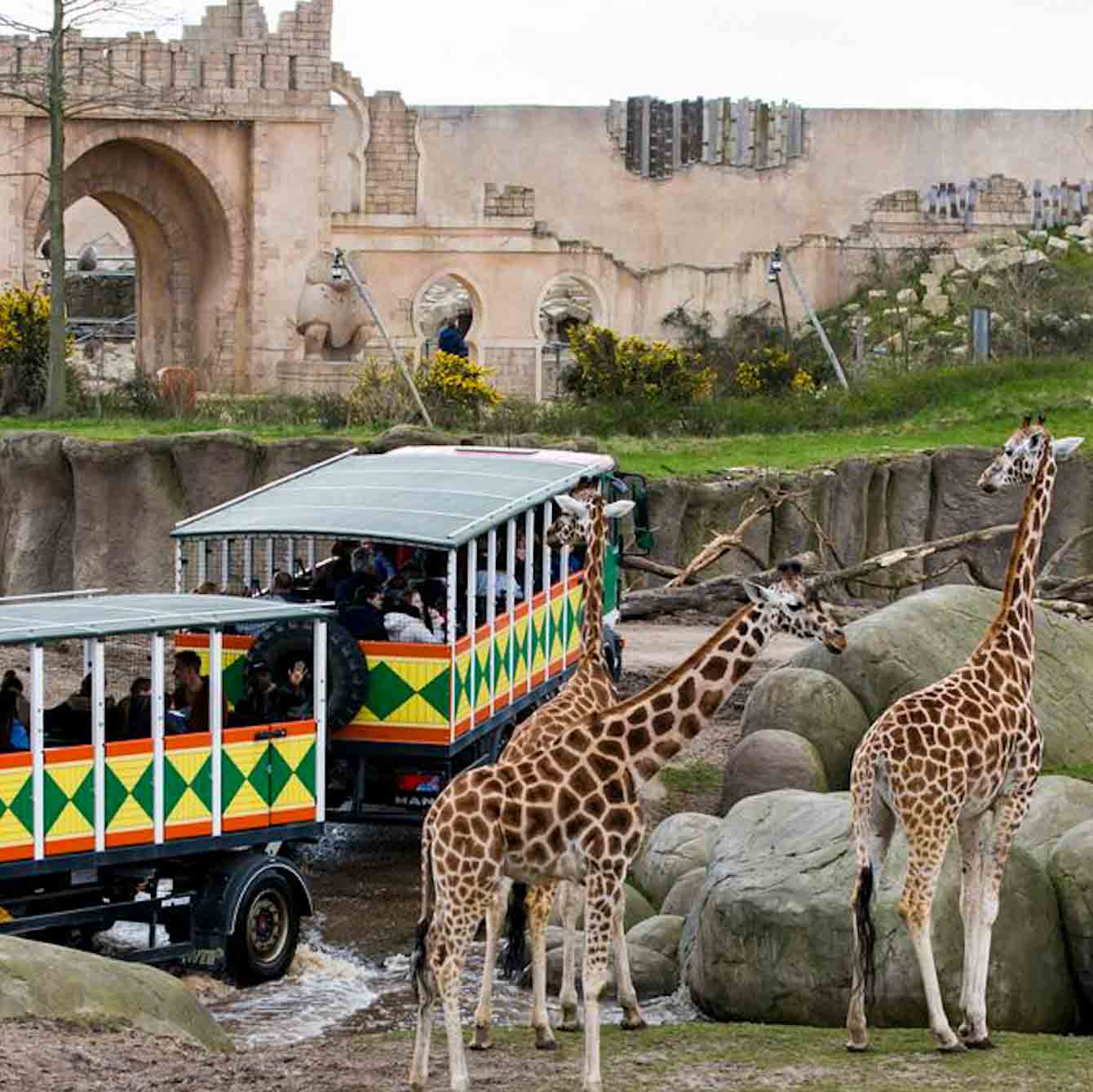 Adventure Zoo Emmen - Safari car with giraffes