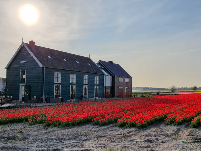 Tulip Farm - Discover True Netherlands - 4x3